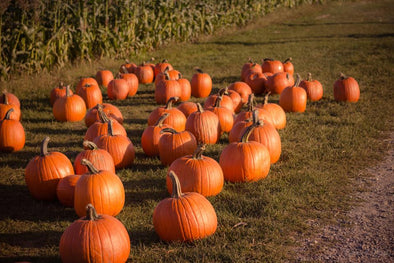 The 5 BEST California Pumpkin Patches