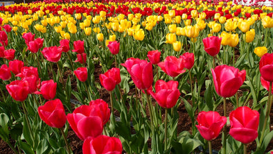 This small town in California grows thousands of different flowers