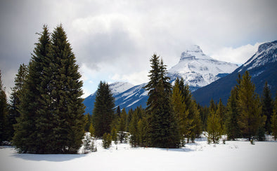 5 Places To Cut Real Christmas Trees in California